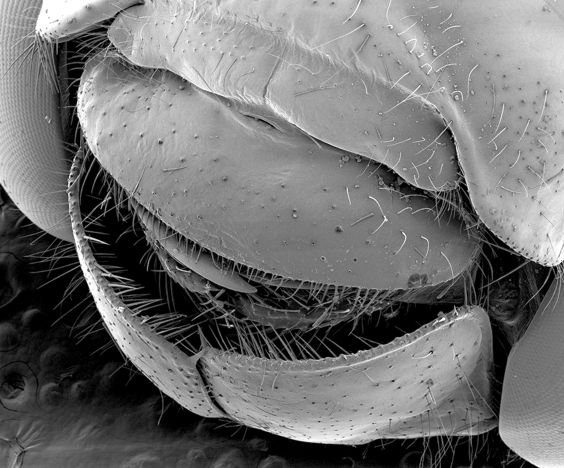 Dragonfly mouth in electron microscope - My, Macro photography, Microfilming, Dragonfly, Electron microscope