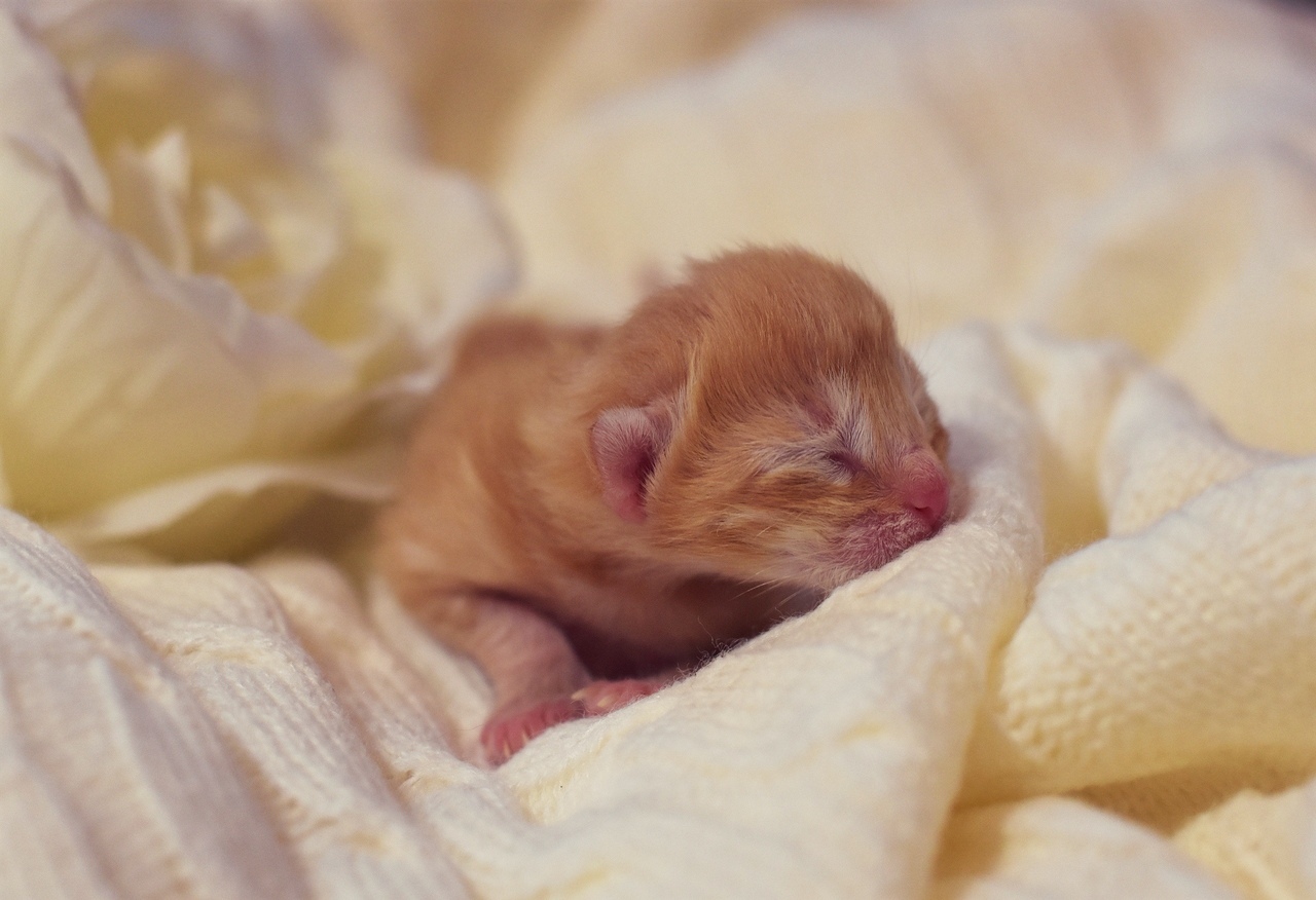 The first hours of a new life - My, cat, Catomafia, Kittens, Pets, Childbirth, Milota, The photo, Pet, Video, Longpost