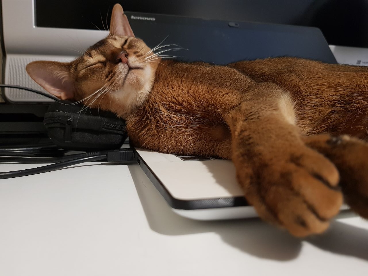 SEO girl works))) - My, cat, Abyssinian cat, Workers