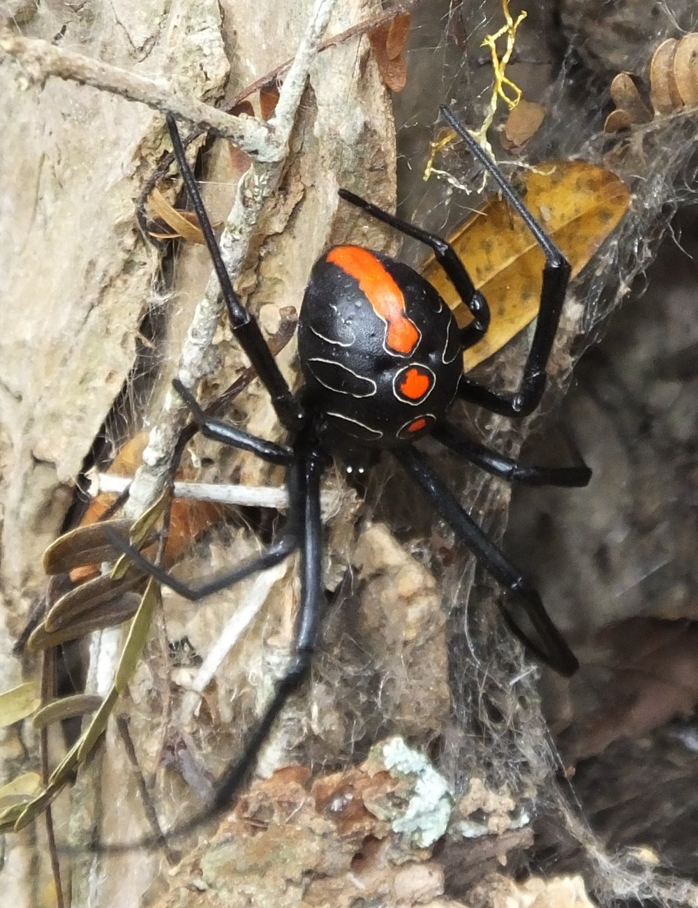 New widow - Spider, Black Widow, Longpost