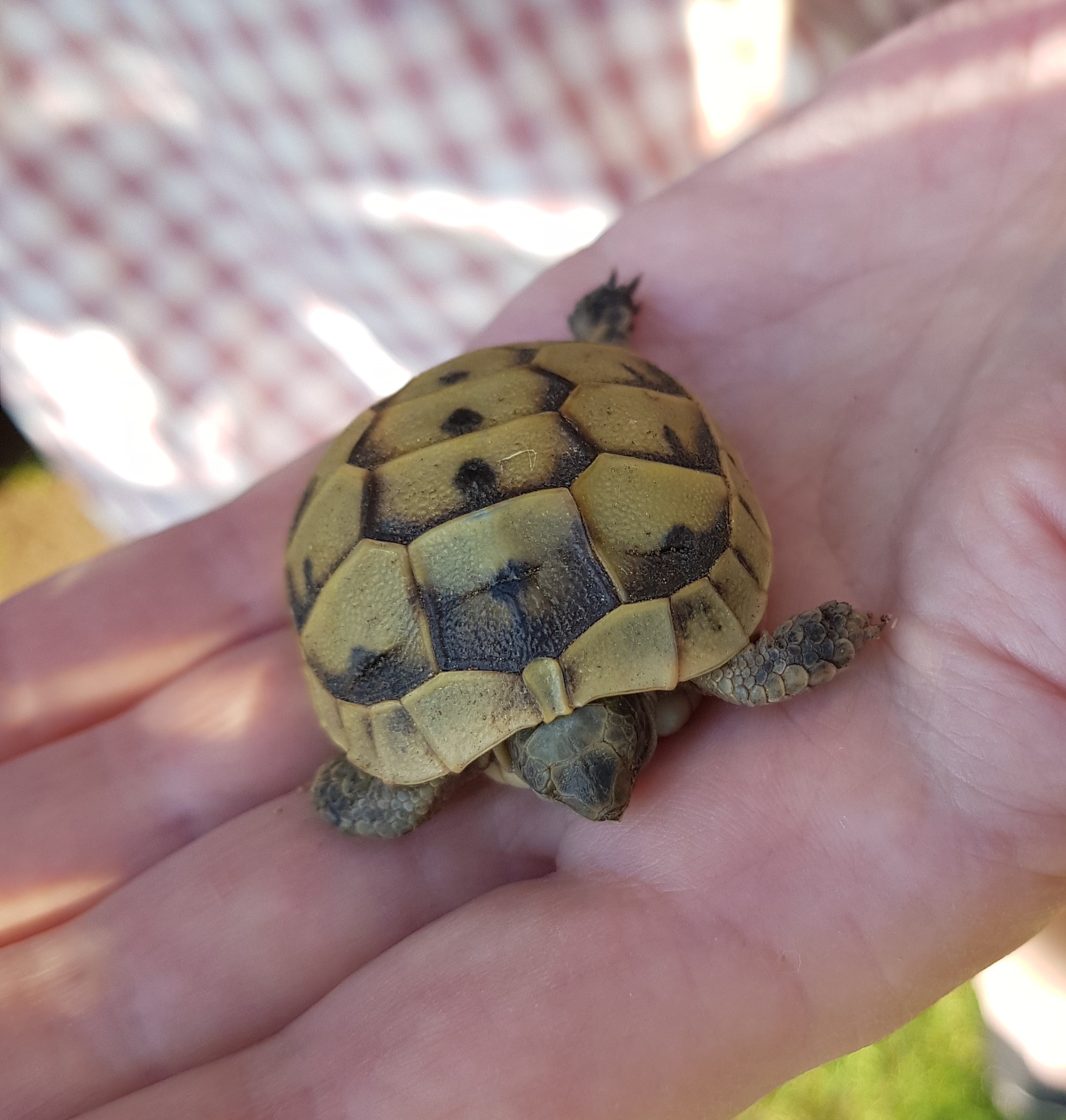 Turtle - Gopnik - My, Turtle, GOP stop, Gopniks, Turkey, Video