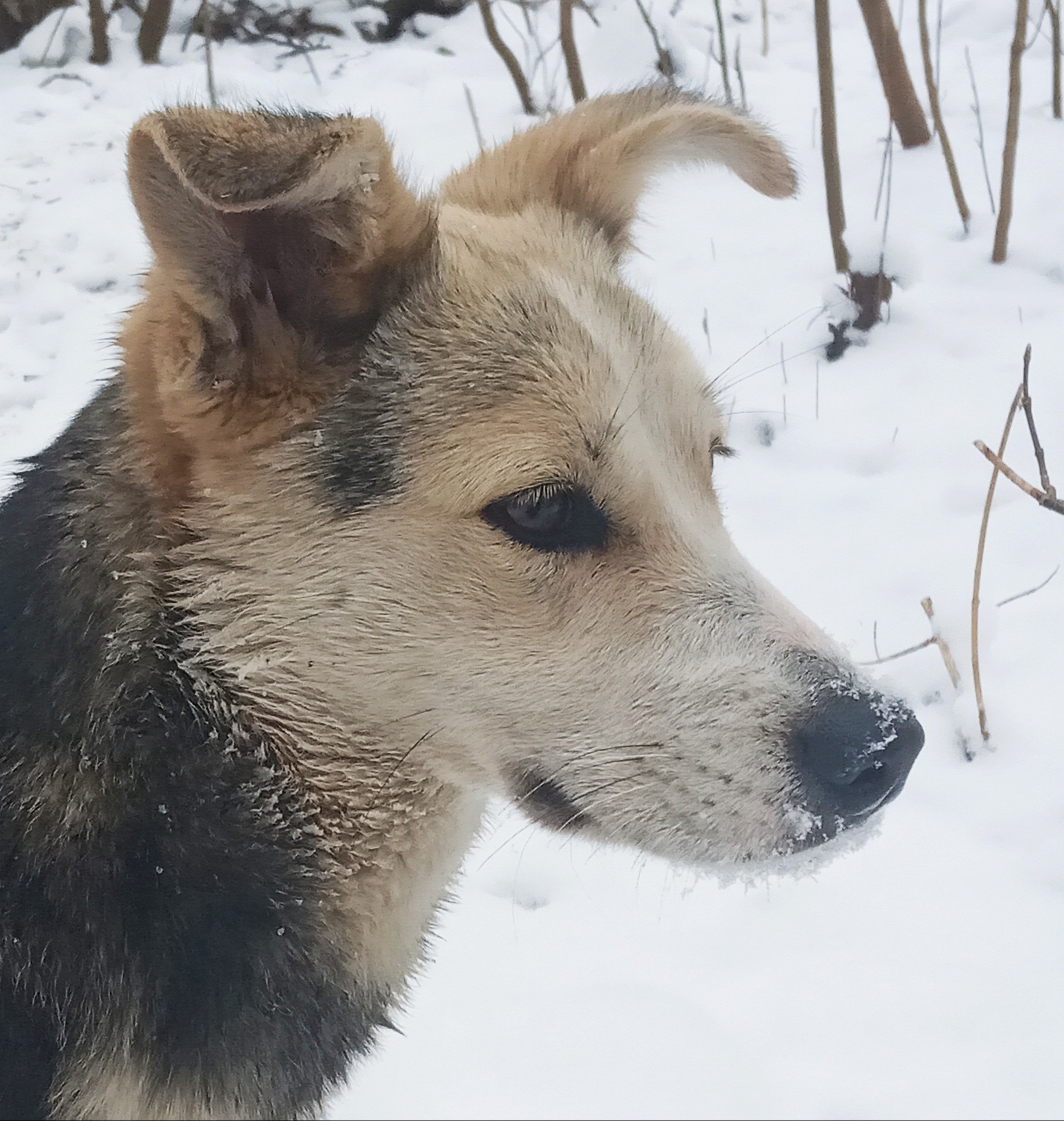 Dog portrait - My, Stavropol, Dog, Longpost