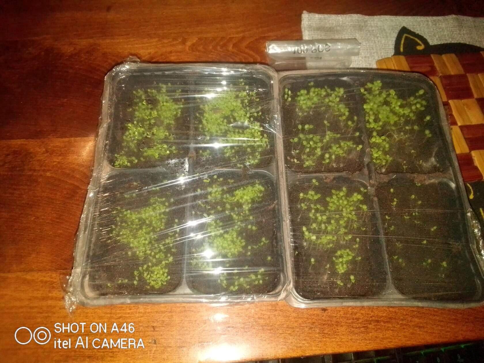 Hello everyone, I decided to brag and ask for advice - My, Seeds, Seedling, Tobacco