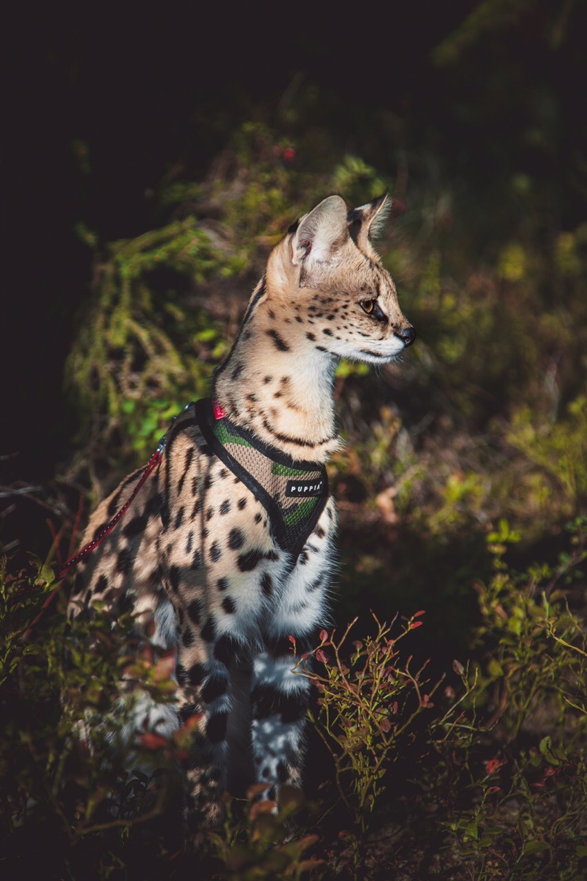 Domestic African Serval Lei - wildlife, Nature, Longpost