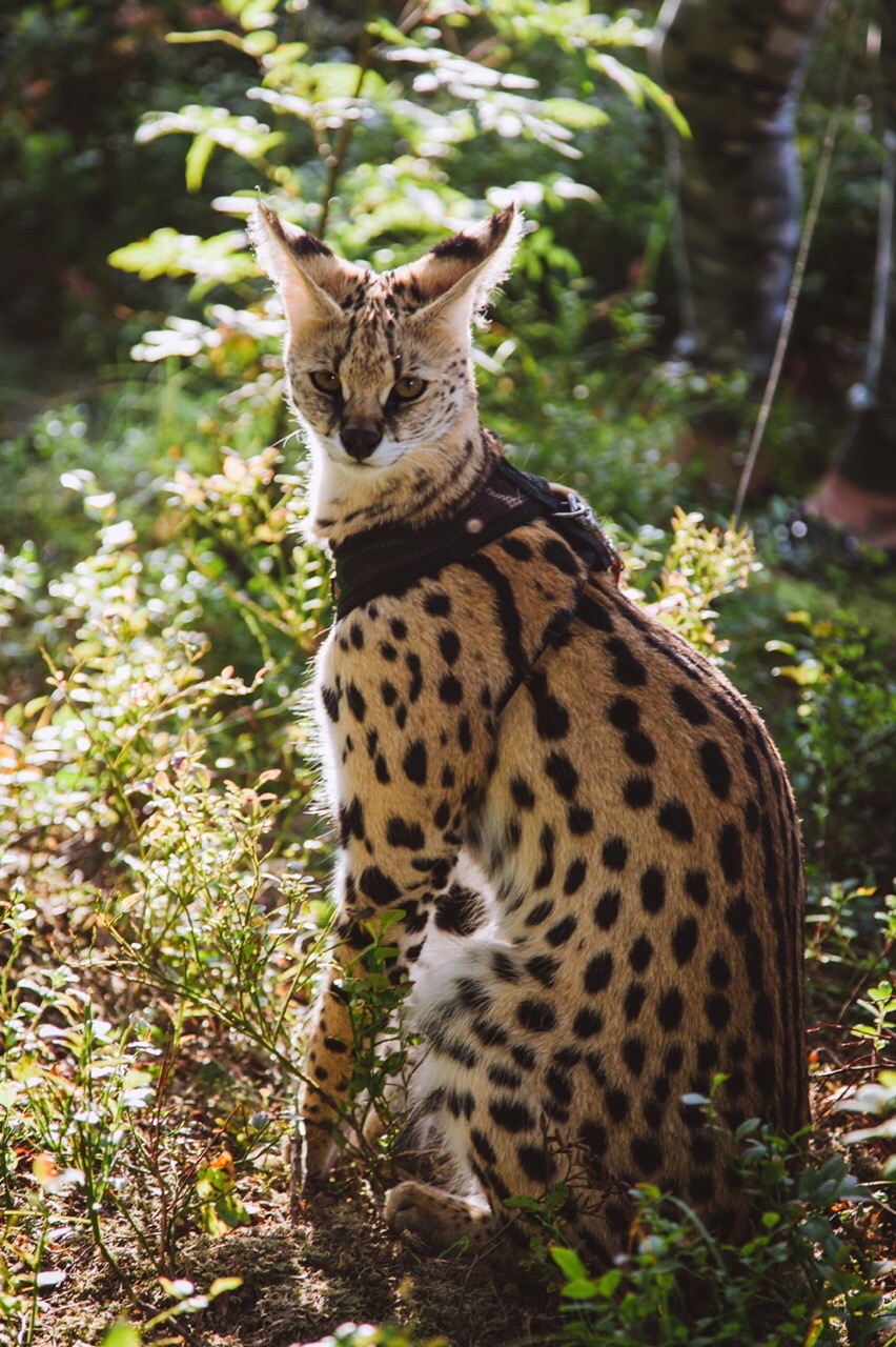 Domestic African Serval Lei - wildlife, Nature, Longpost