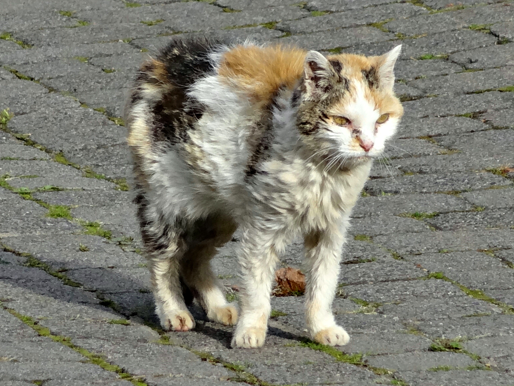 Кошка, которая заслуживала счастья | Пикабу