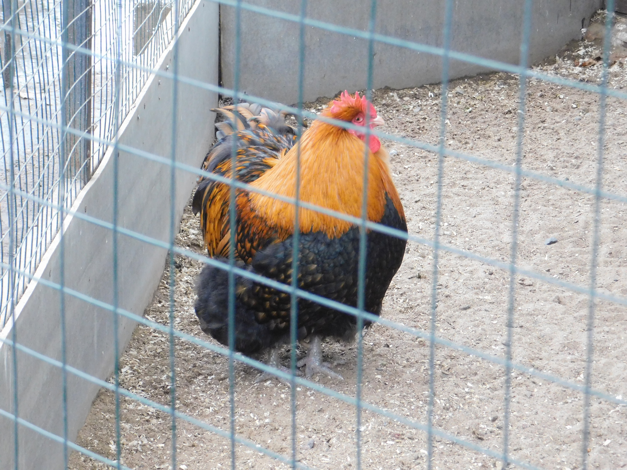 Minizoo in the Central Park of Culture and Culture. 02/23/2020 - My, Pheasant, Golden pheasant, Zoo, Cpcchio, Saint Petersburg, Longpost