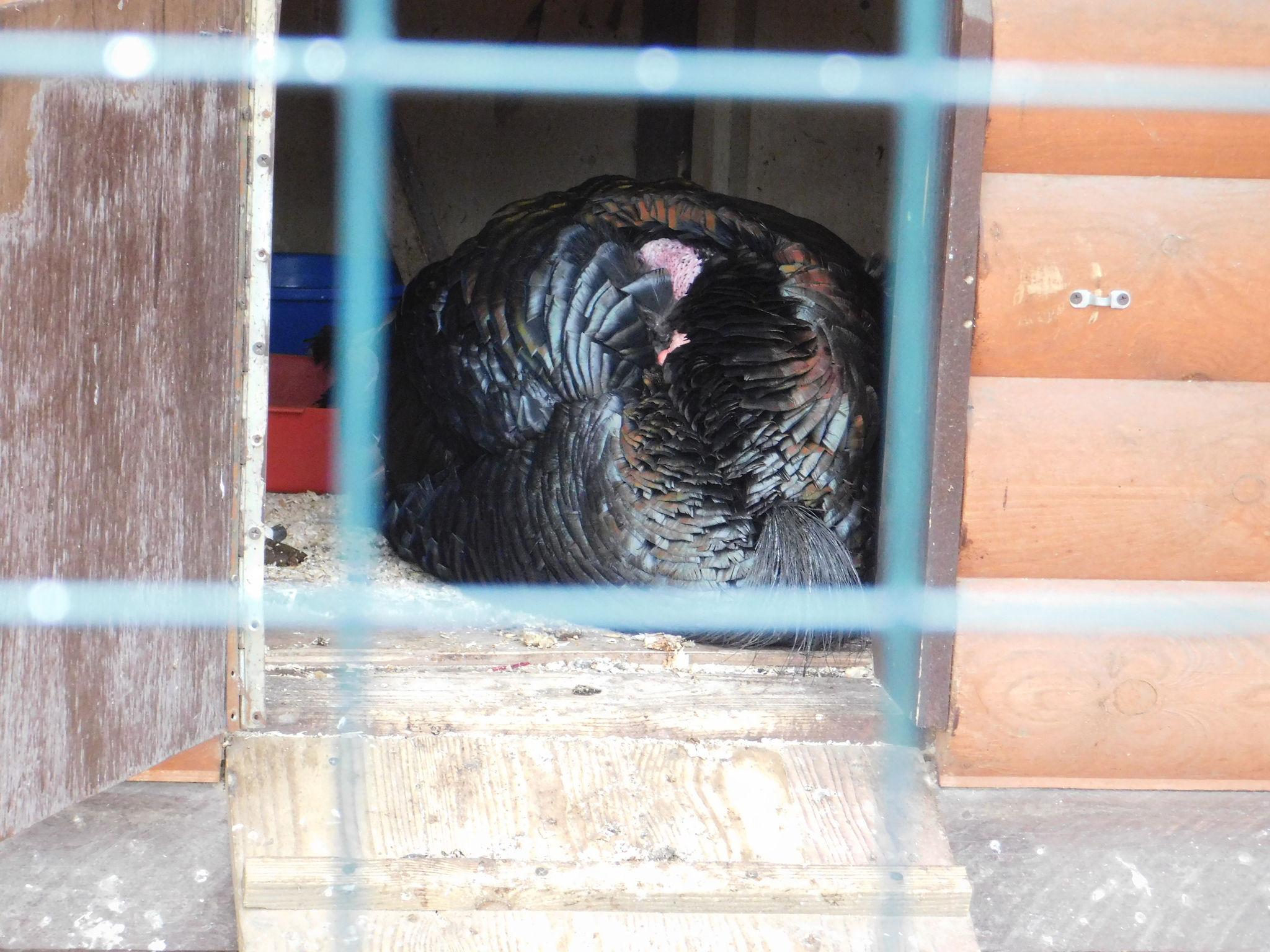 Minizoo in the Central Park of Culture and Culture. 02/23/2020 - My, Pheasant, Golden pheasant, Zoo, Cpcchio, Saint Petersburg, Longpost