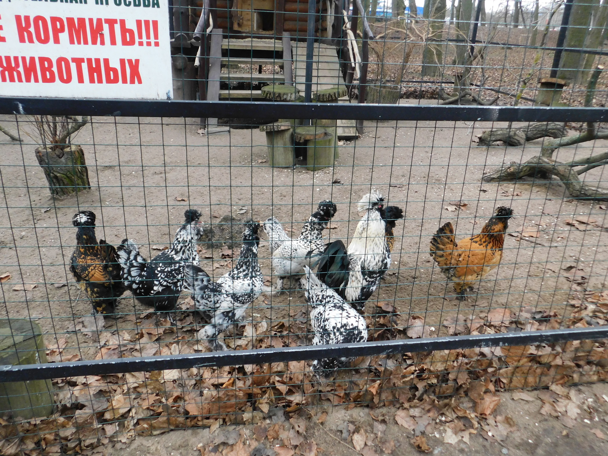 Minizoo in the Central Park of Culture and Culture. 02/23/2020 - My, Pheasant, Golden pheasant, Zoo, Cpcchio, Saint Petersburg, Longpost