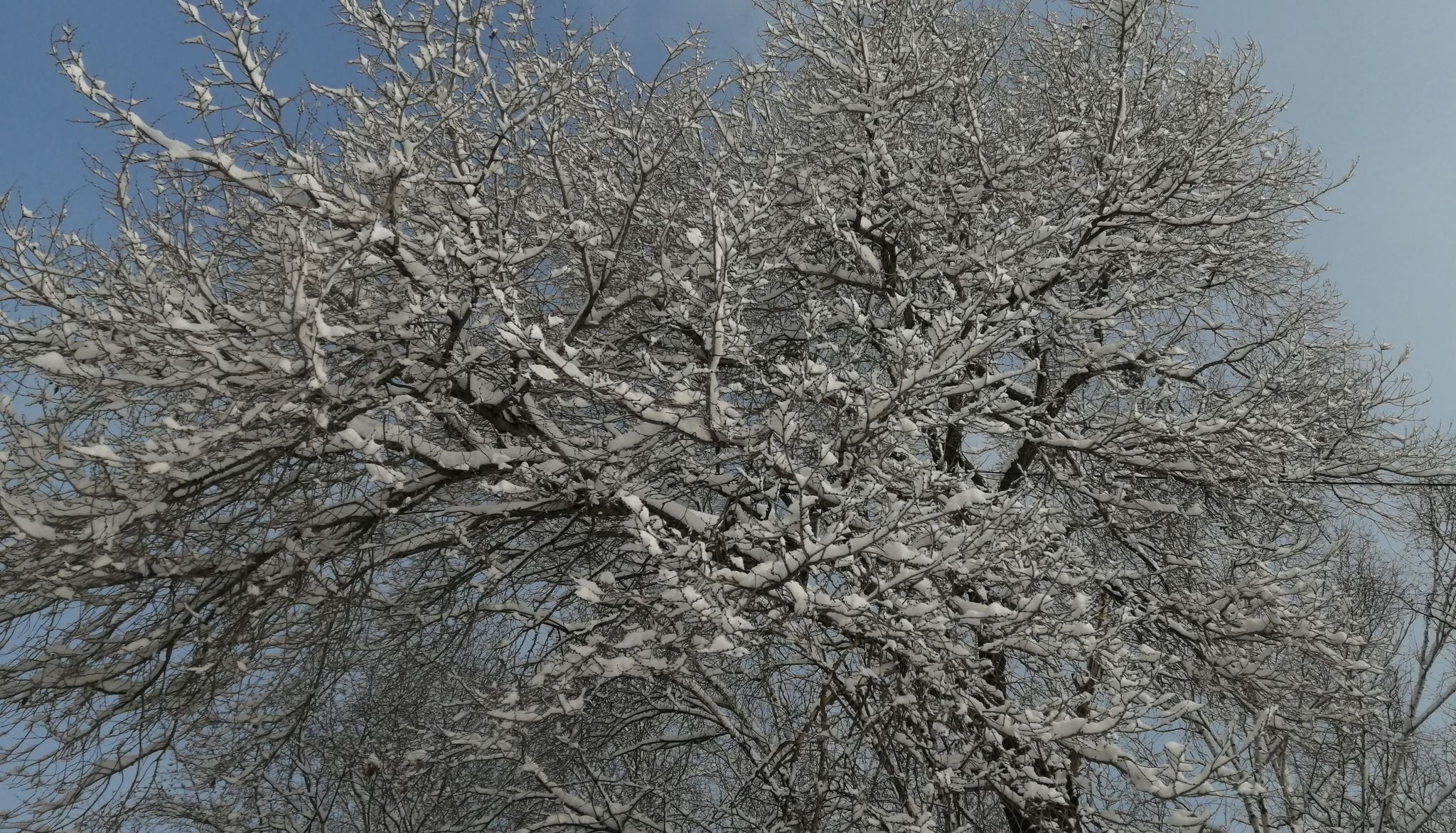 Snow in Primorye on the last day of winter - My, Snow, Primorsky Krai, Tree, Longpost