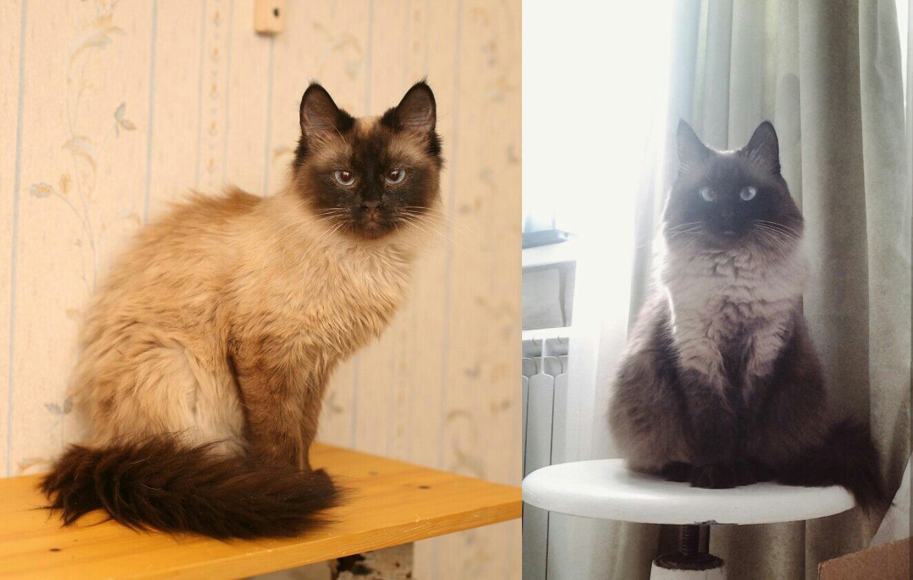 Before after - My, Catomafia, Neva Masquerade, cat, It Was-It Was