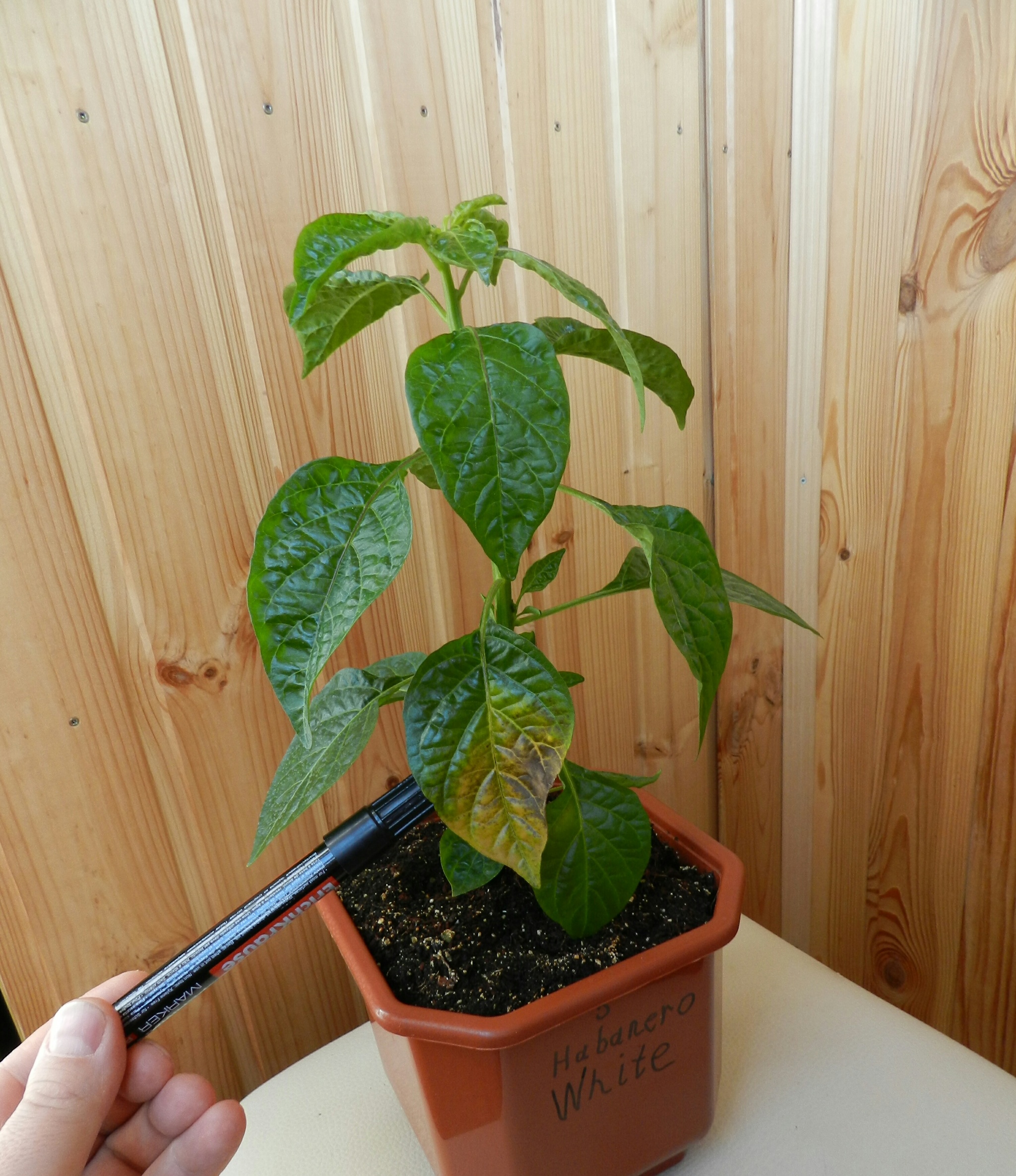 Hot peppers, the need for additional lighting (Part 3.2) - My, Hot peppers, Pepper farming, Hobby, Vegetable garden on the windowsill, Illumination, Longpost