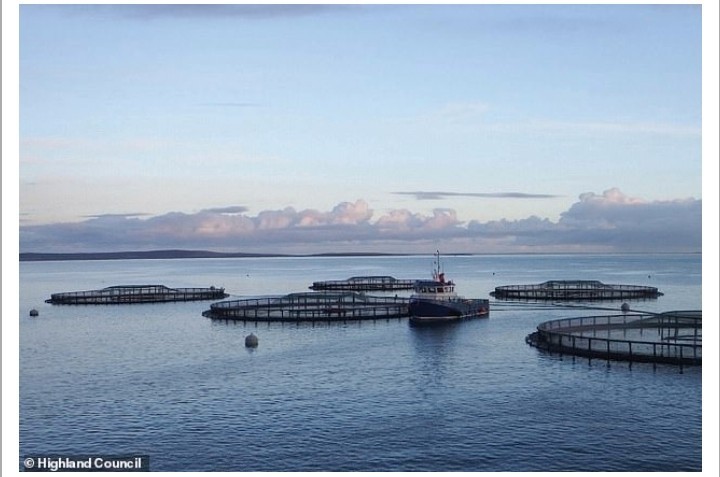 Fish farms banned in Scotland because they interfere with mermaids - Mermaid, Scotland, Fisheries