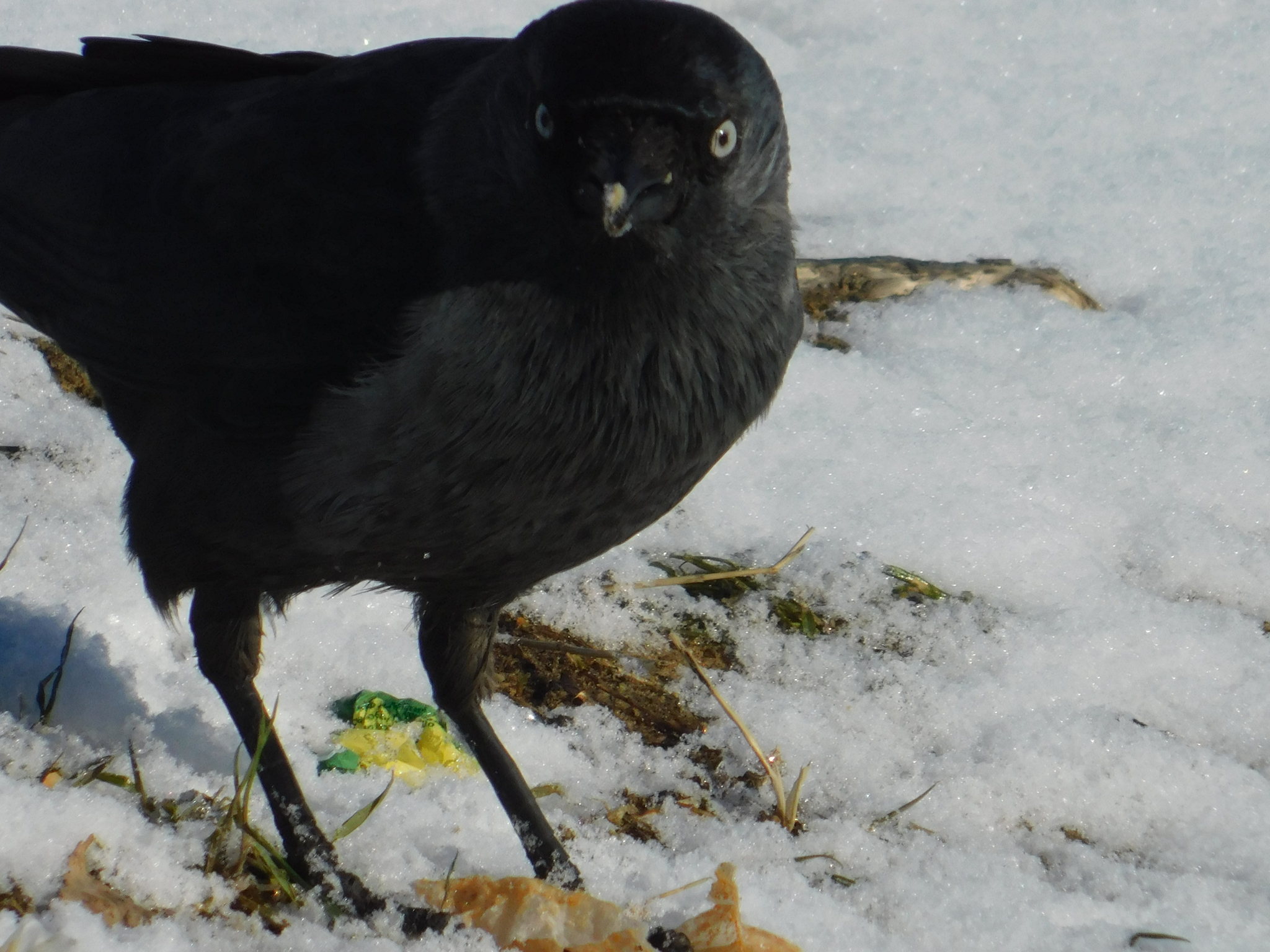 Jackdaw. Old village. 02/29/2020 - My, Jackdaw, Saint Petersburg, Cemetery, Bird watching, Ornithology, Birds, Longpost