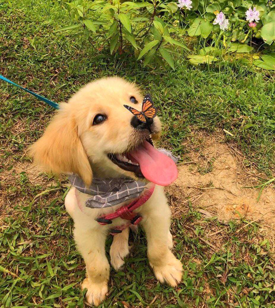 New friend - Dog, Butterfly, Monarch Butterfly, The photo, Joy, Puppies, Milota