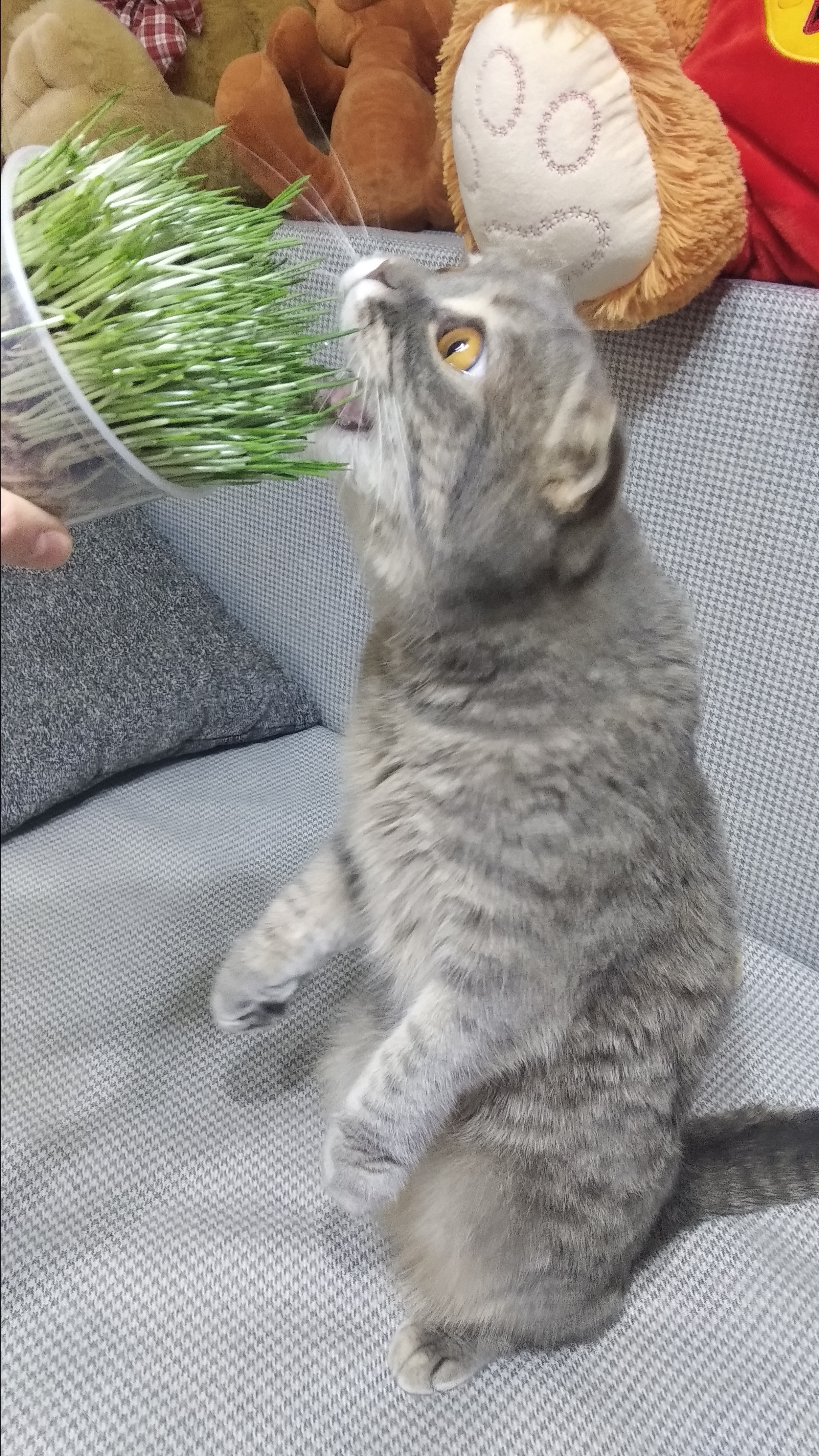 Spring came! - My, Spring, Scottish lop-eared, cat