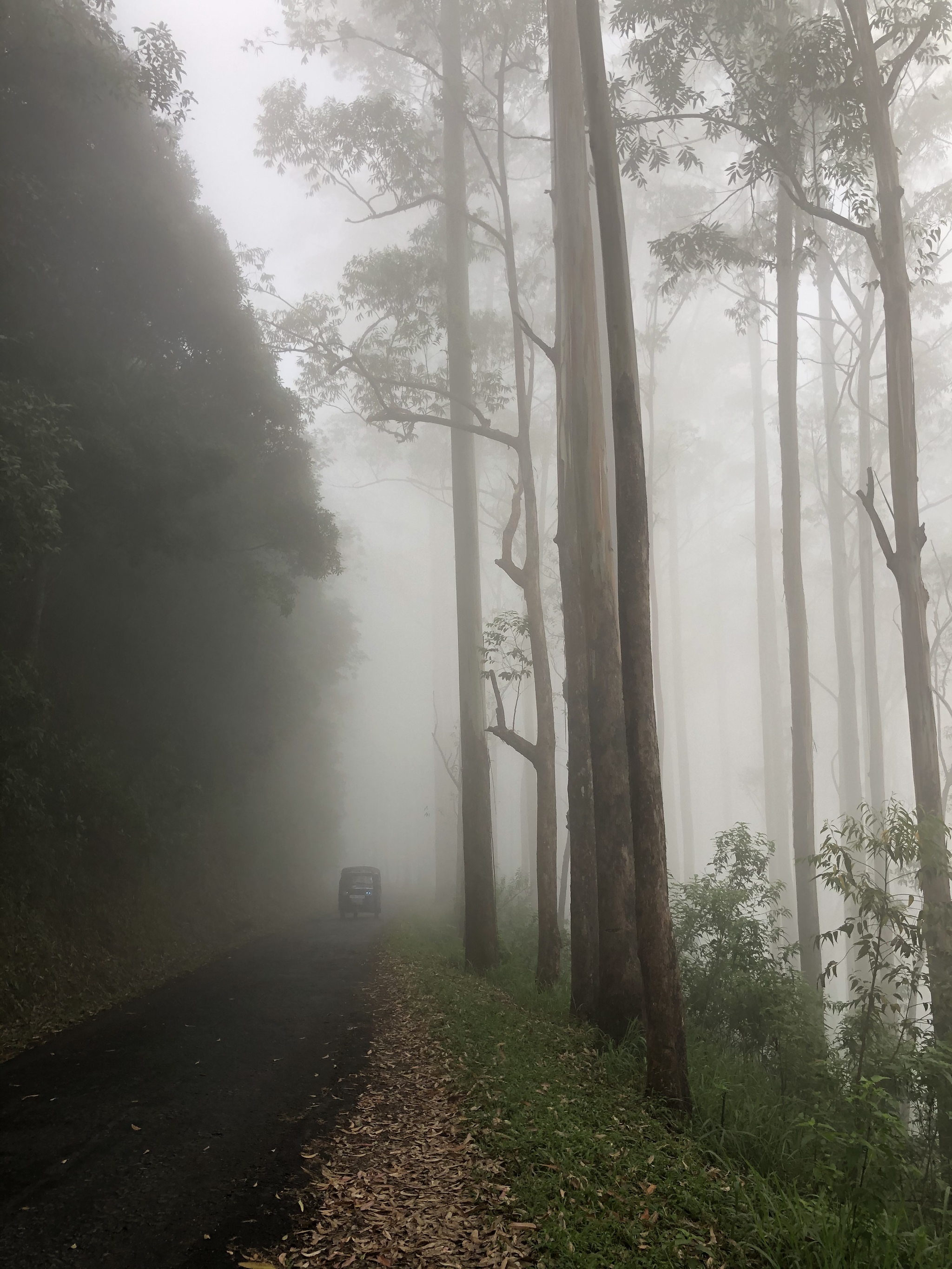 Road through the clouds - My, Forest, Clouds, The mountains, Photo on sneaker, Sri Lanka, Longpost