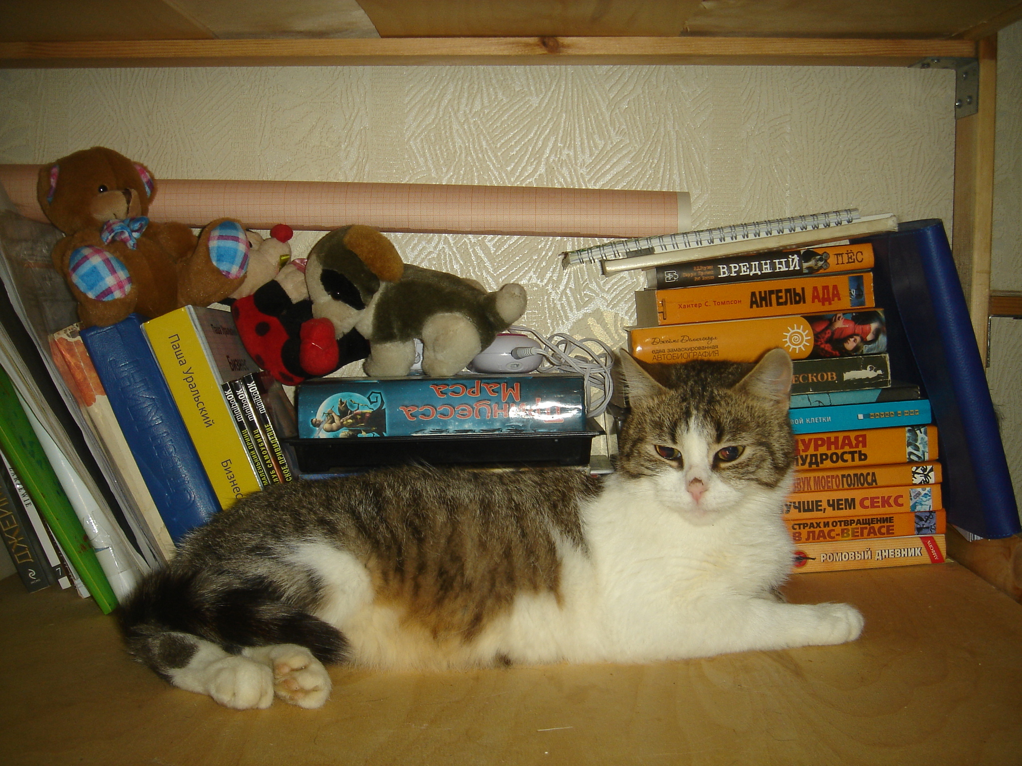 I'll always be there - My, cat, Animals, Books, A life, Story, Pets, Longpost