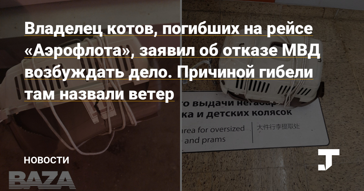 The owner of the cats that died on the Aeroflot flight announced that the Ministry of Internal Affairs refused to initiate a case. The cause of death there was called wind - cat, The airport, Ministry of Internal Affairs, The crime, Pets, Negative, news