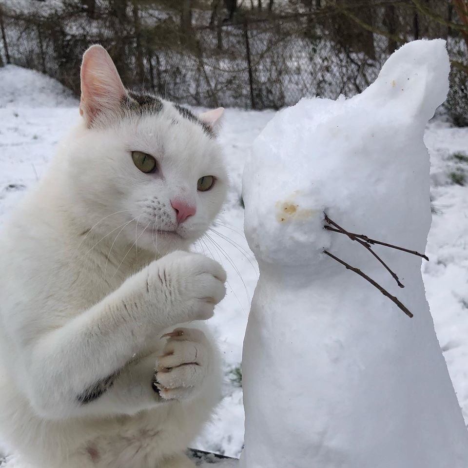 A Brief History of a Snowman - cat, Catomafia, snowman, Longpost