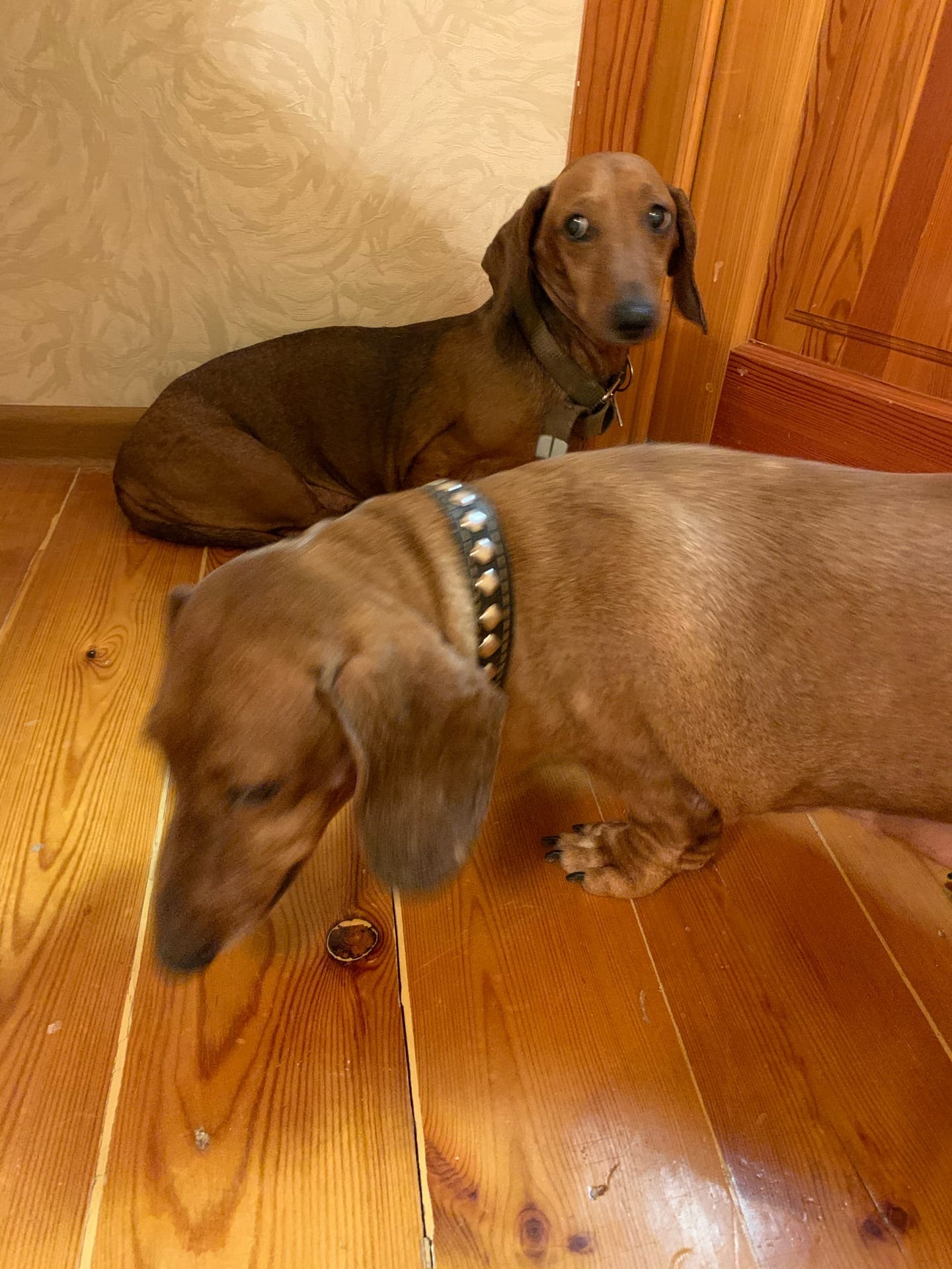 Sister Dachshunds are looking for a home! - My, Dachshund, Dog, Video, Longpost, In good hands, Tatarstan, No rating