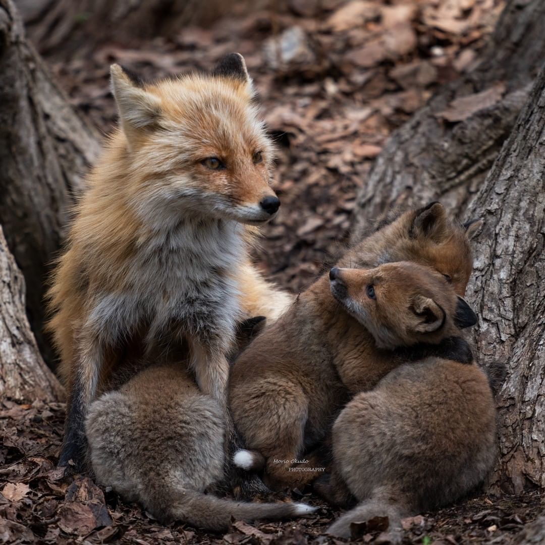 Caring mother fox with cubs - Animals, Fox, Nature, Family, Love, Longpost, The photo, Fox cubs