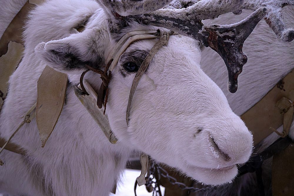 Reindeer - My, Reindeer, The photo, Deer