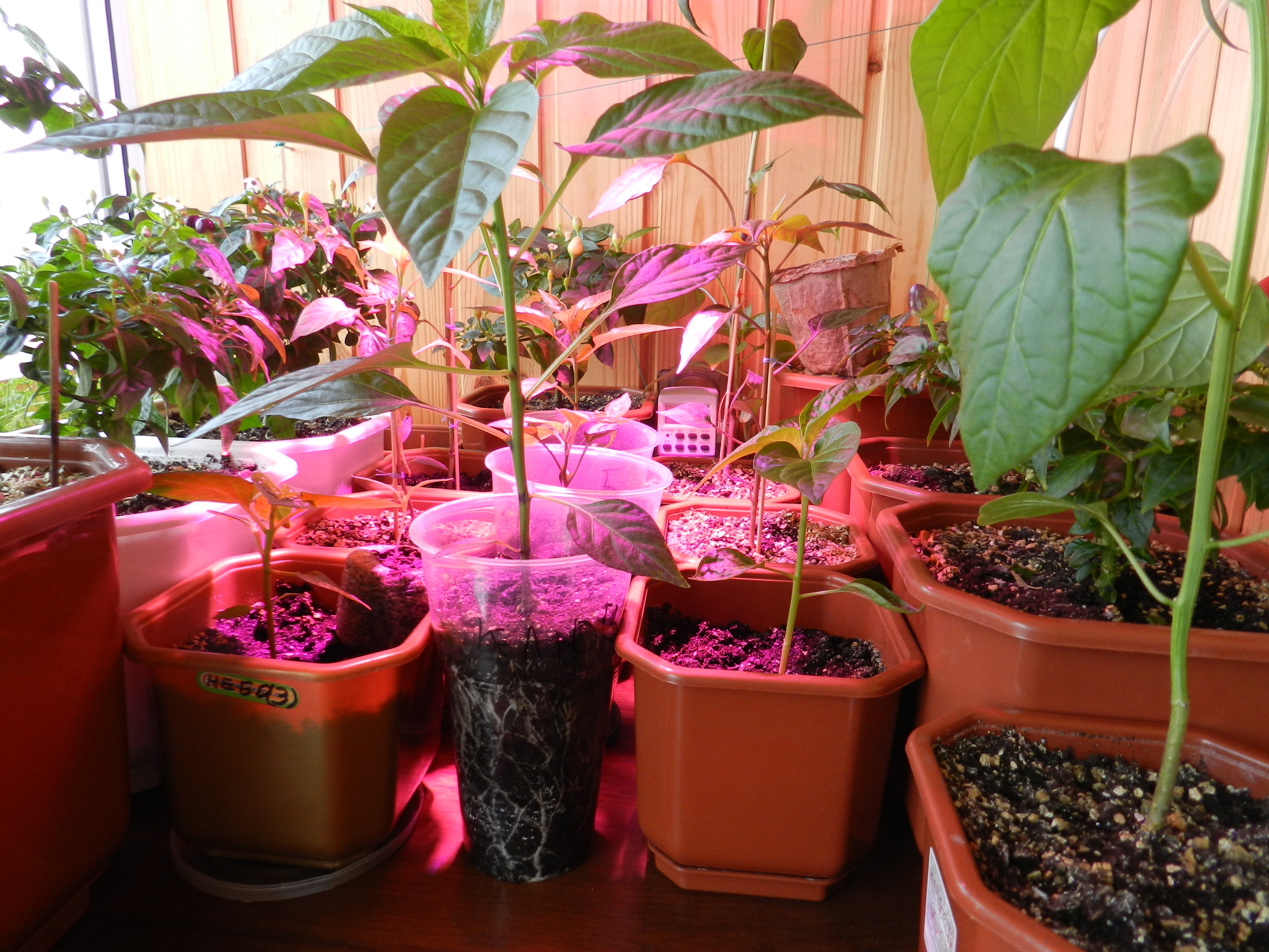 Hot pepper, new season 2020 (part 4) - My, Pepper farming, Vegetable garden on the windowsill, Hot peppers, Hobby, Longpost