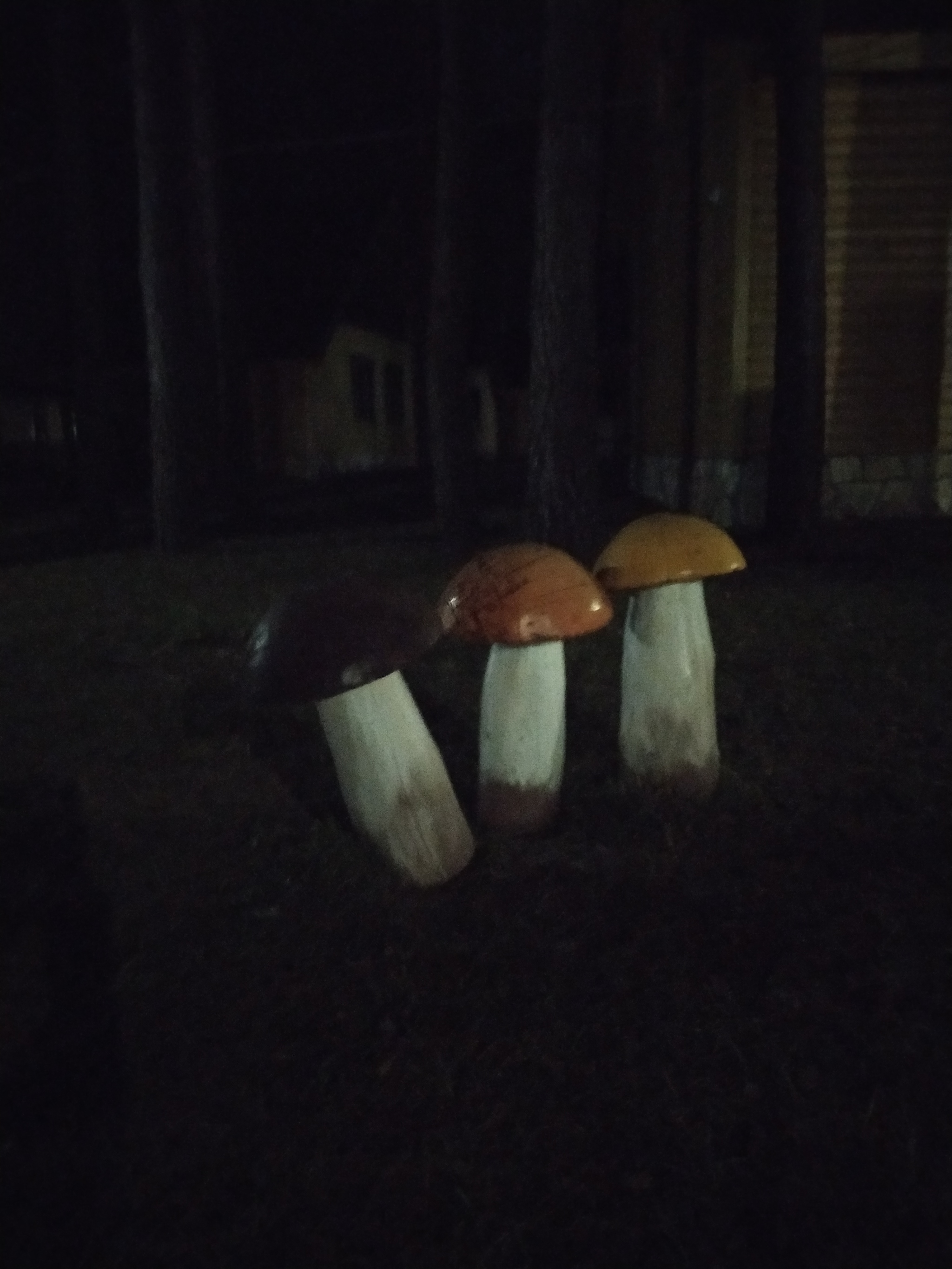 First mushrooms this year - Mushrooms, Recreation center, Longpost