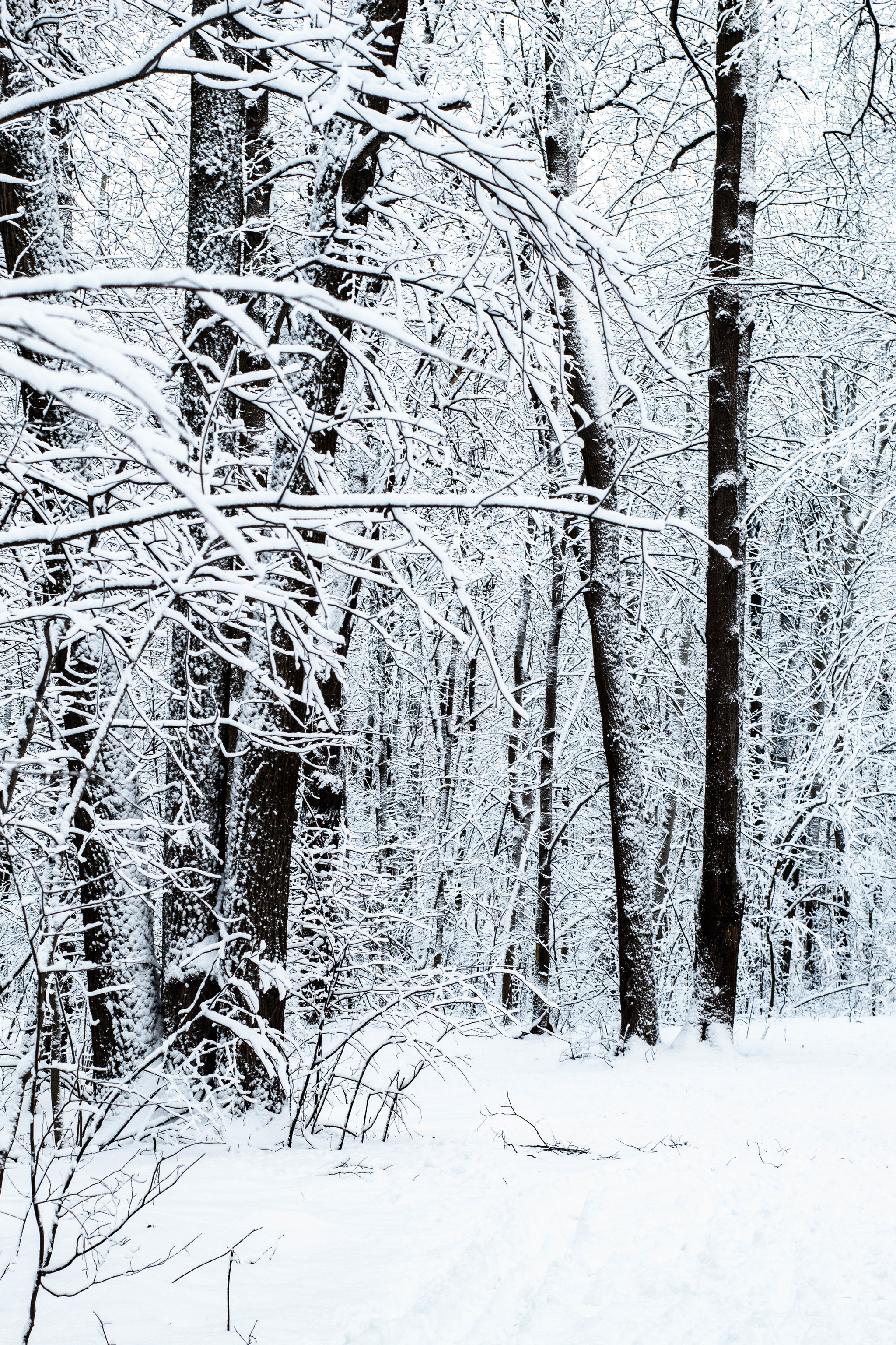 Sketches of the past winter - My, Beginning photographer, Canon 4000d, Winter, White, Snow, Longpost