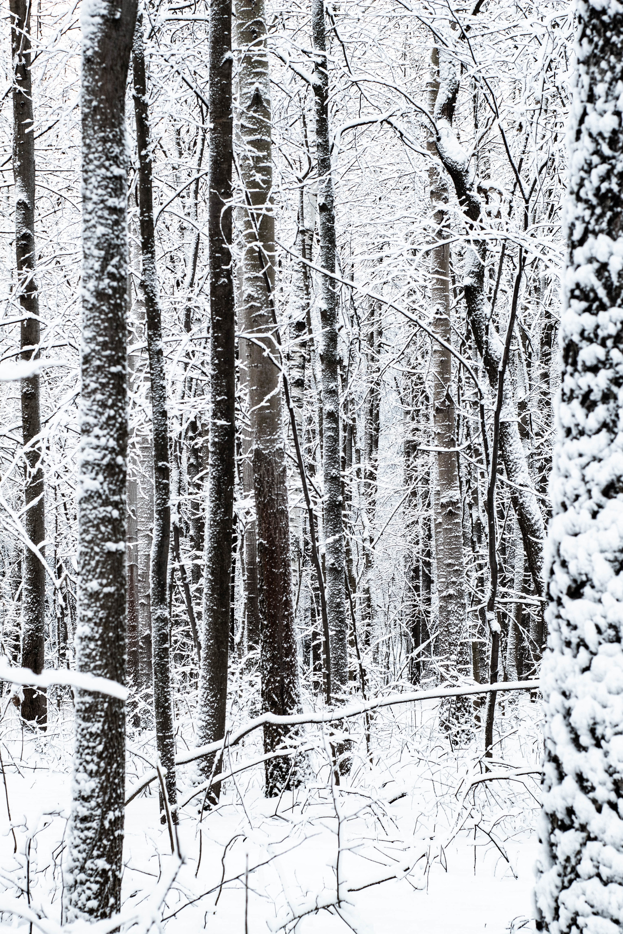 Sketches of the past winter - My, Beginning photographer, Canon 4000d, Winter, White, Snow, Longpost