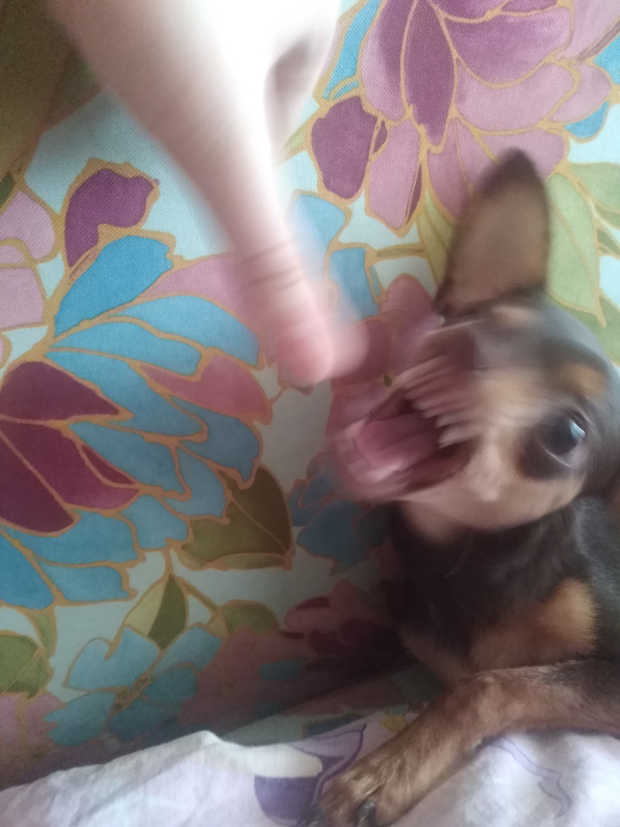 When backed into a corner... - My, Russian Toy Terrier, Aggression, Pets, Longpost, Dog