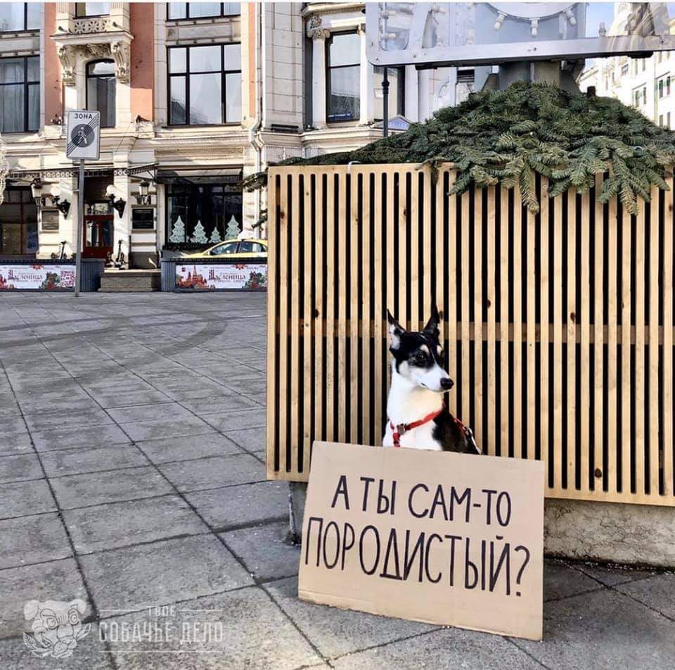 Dogs and people - Dogs and people, What kind of breed, Courtyard, Oddities, Kiev, Dog