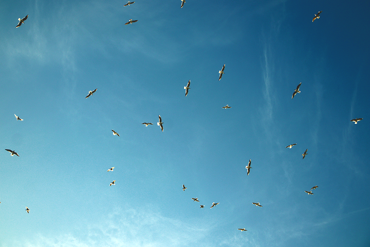 Kingfisher and all-all-all - My, The photo, Birds, Longpost