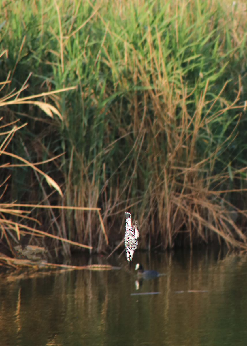 Kingfisher and all-all-all - My, The photo, Birds, Longpost