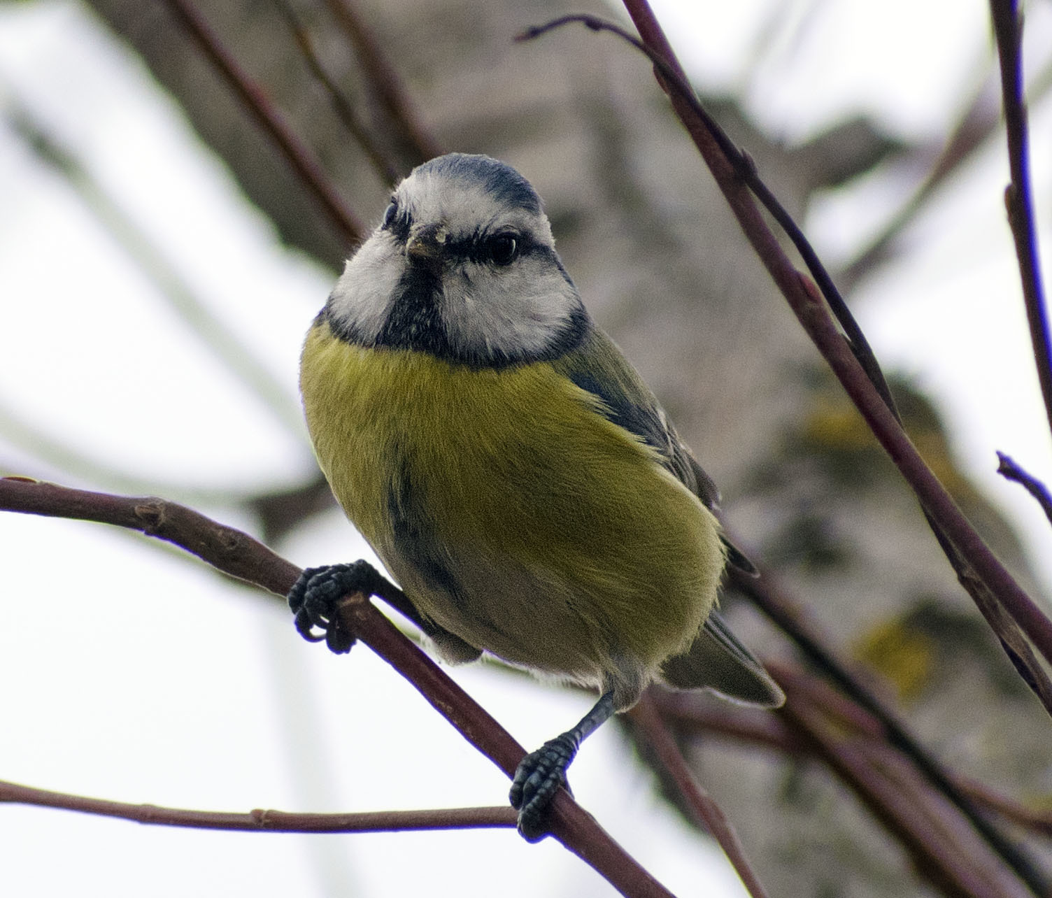 Blue tit - My, Ornithology, Tit, Hobby, Nature, Schelkovo, Photo hunting, Forest, Longpost