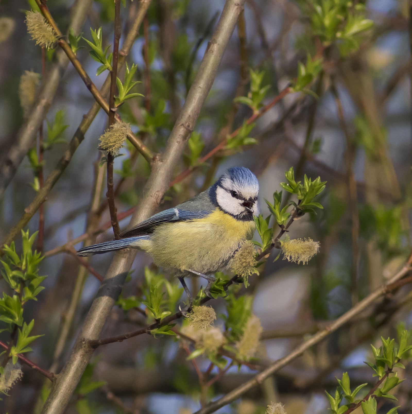 Blue tit - My, Ornithology, Tit, Hobby, Nature, Schelkovo, Photo hunting, Forest, Longpost