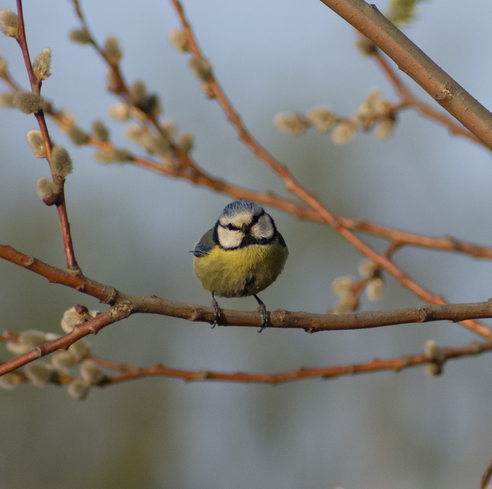 Blue tit - My, Ornithology, Tit, Hobby, Nature, Schelkovo, Photo hunting, Forest, Longpost