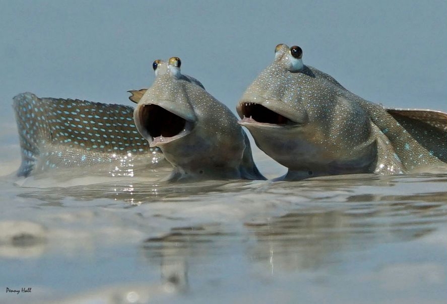 Mudskippers - Nature, The photo, From the network, Mudskipper, Longpost