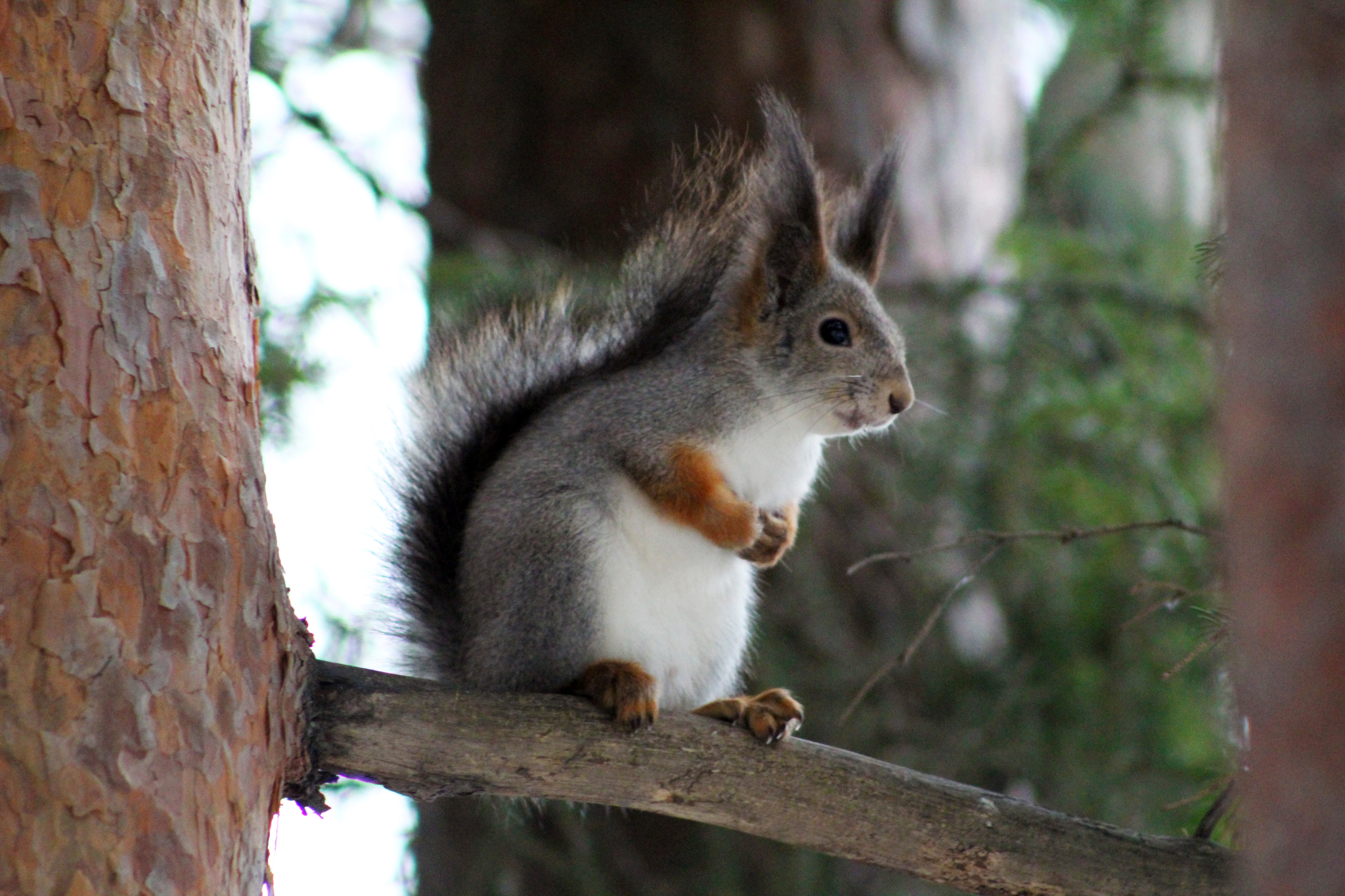 Walk in the woods - My, Canon 1300d, Squirrel, Duck, Birds, The photo, Longpost