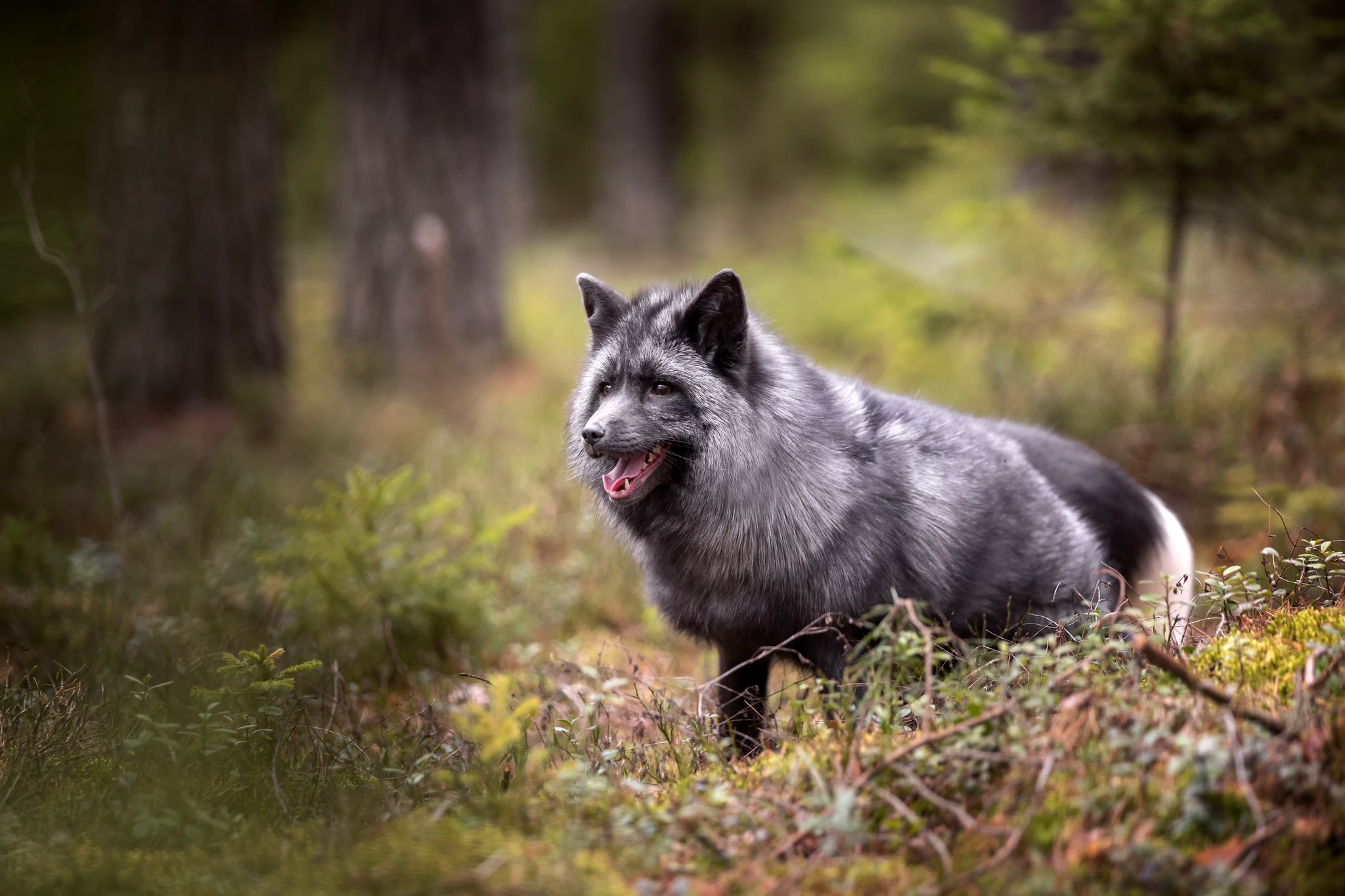 Pet fox Aria - My, Domestic fox, The photo, Fox, Animals, Forest, Nature