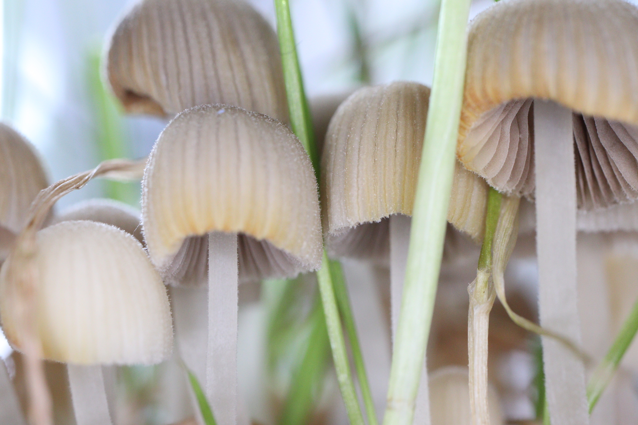 I planted grass for the cat and mushrooms grew - My, Mushrooms, Grass, Longpost, cat