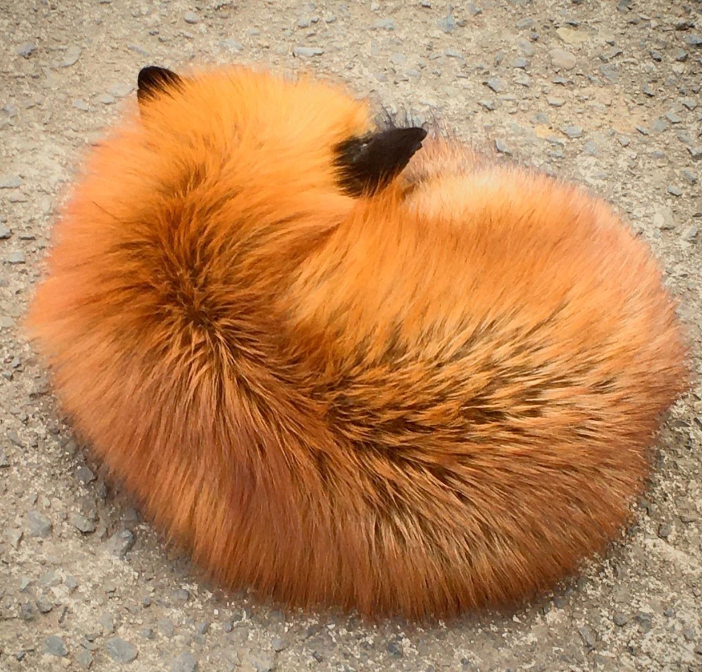 Black ears of red balls! - Animals, Fox, Dream, Clew, Longpost