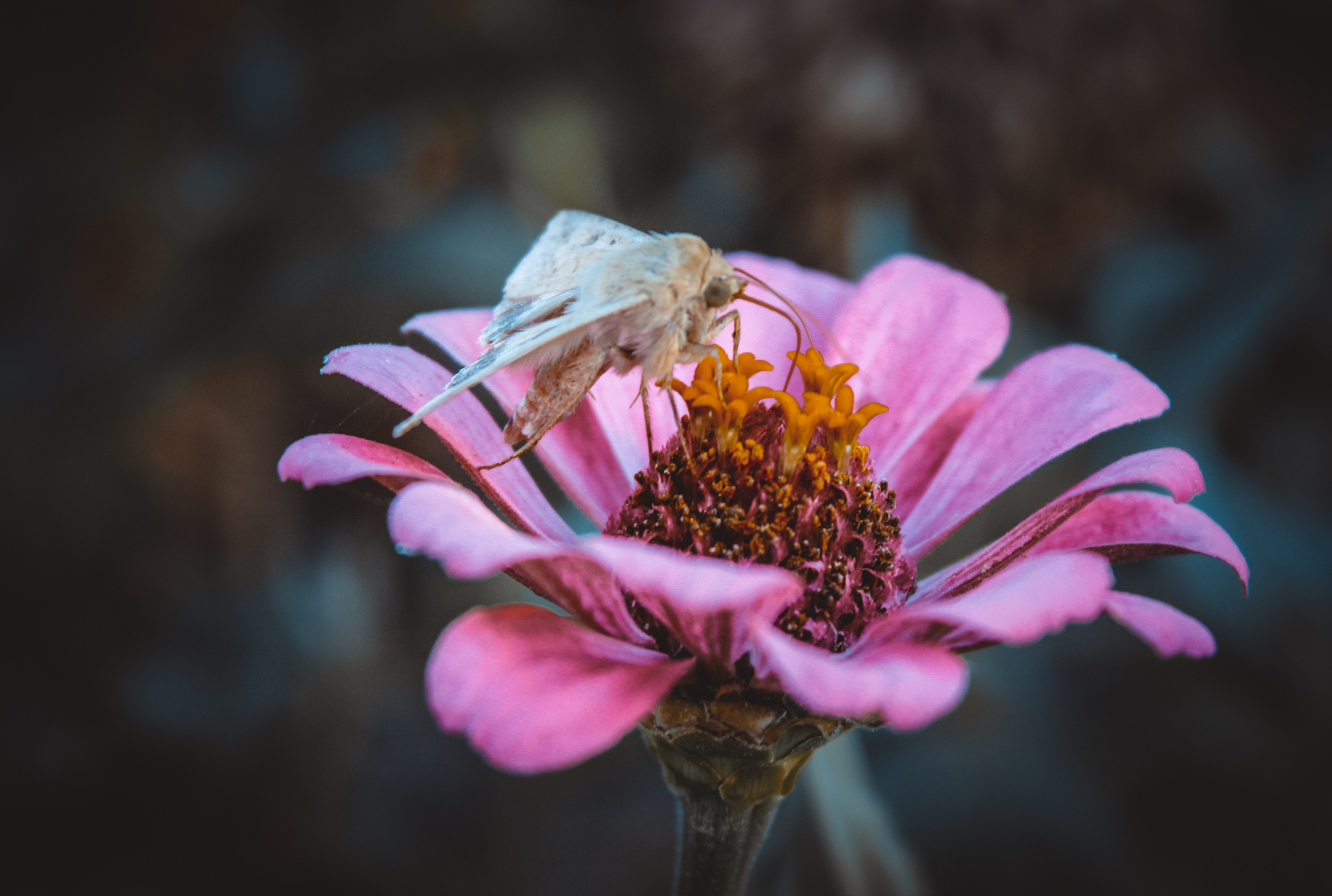 Breakfast - My, Flowers, Nature, Butterfly, Insects