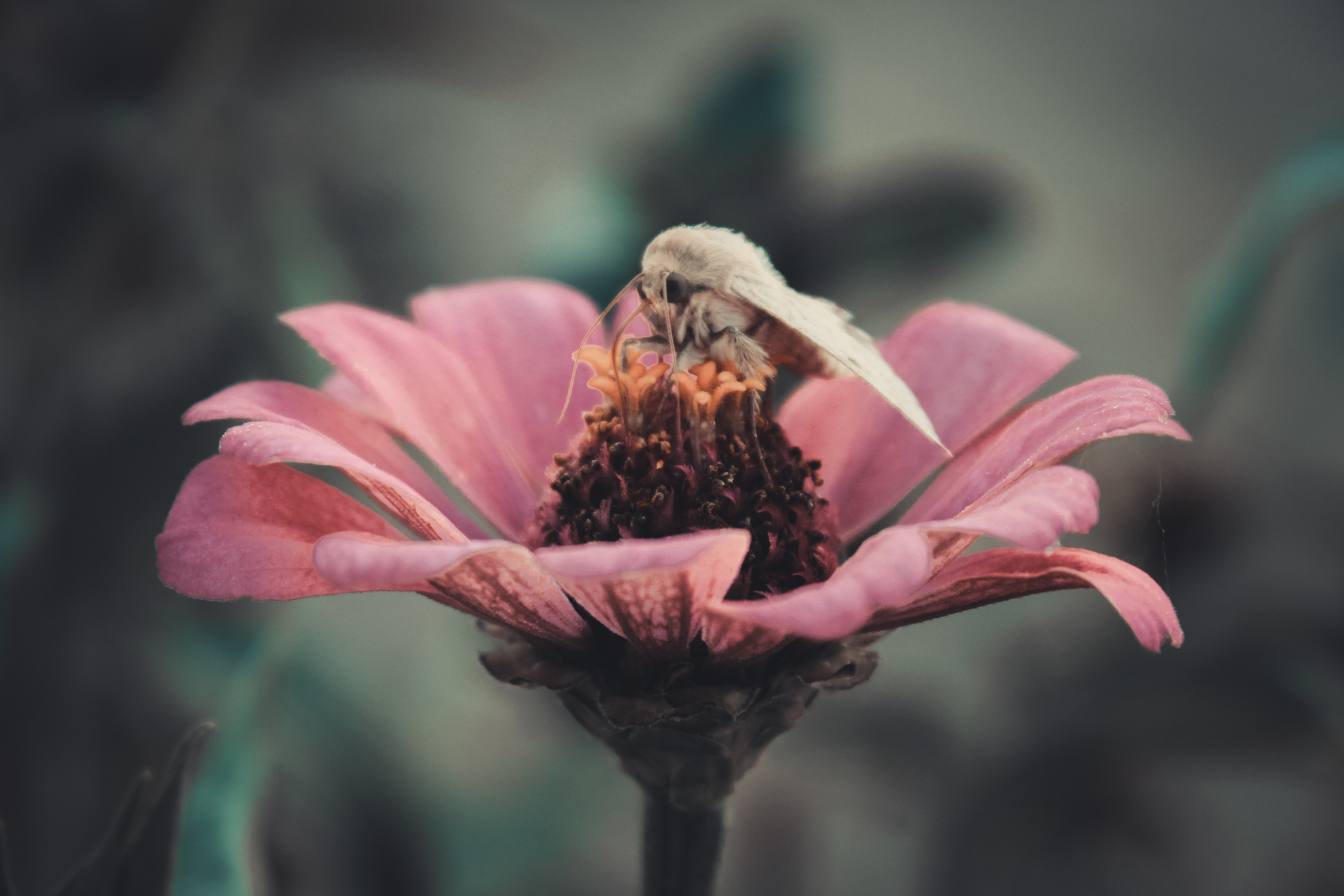 Breakfast - My, Flowers, Nature, Butterfly, Insects