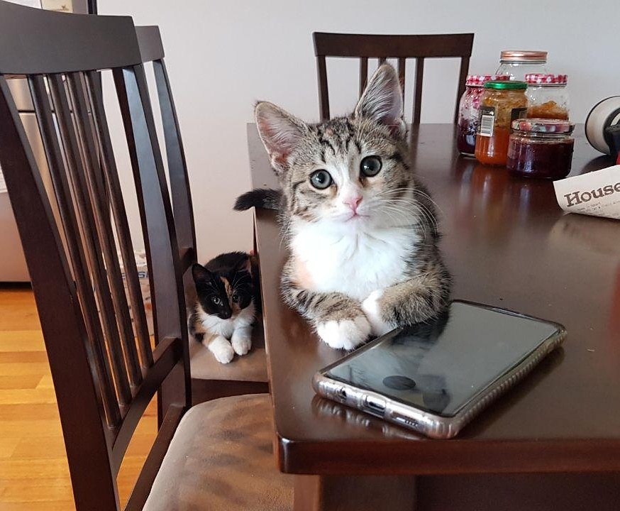 Cats - let me eat - cat, Pets, Table, House, Kitchen, Smartphone, Chair, Food