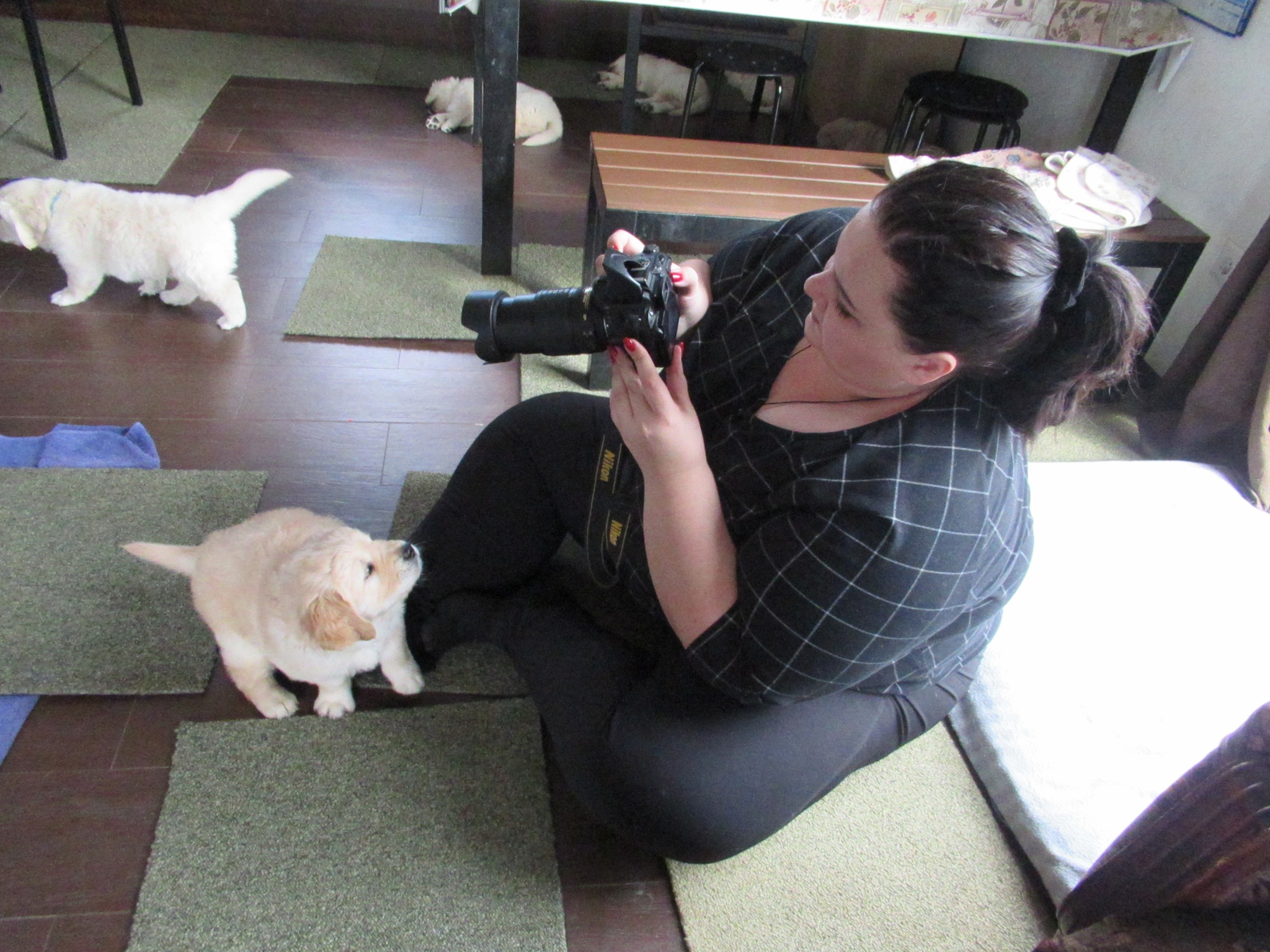 When you really want to help the photographer - My, Dog, Puppies, Golden retriever, Pets, Milota, Help, Photographer