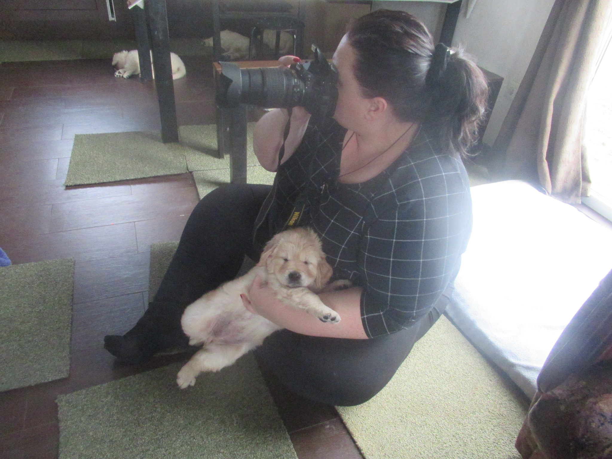 When you really want to help the photographer - My, Dog, Puppies, Golden retriever, Pets, Milota, Help, Photographer