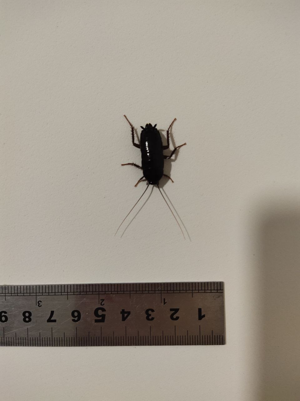 Черный похож на таракана. Чёрный Жук похожий на таракана. Жуки похожие на тараканов. Черный жучок похожий на таракана. Чёрные жуки в квартире похожие на тараканов.