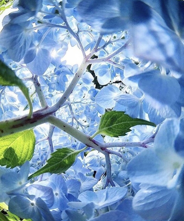 Amazing frame of hydrangea - Hydrangeas, The photo